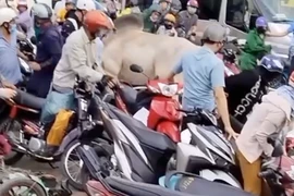 Bò "điên" húc loạt người đi xe máy trên quốc lộ