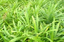 Dưỡng da, chăm sóc tóc bằng lá dứa