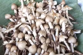 Nấm mối đầu mùa giá gần 1 triệu đồng/kg 