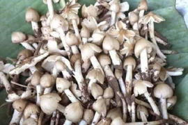 Nấm mối đầu mùa giá gần 1 triệu đồng/kg 