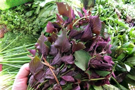 Uống nước lá tía tô có tác dụng gì?