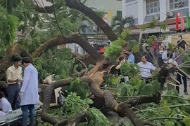 Hiện trường vụ cây xanh bật gốc trước cổng trường, 5 người bị thương