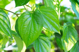 Bật mí 3 cách làm đẹp tại nhà với lá trầu không