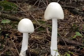 Hoà Bình: Cả gia đình bị ngộ độc nấm sau bữa ăn trưa