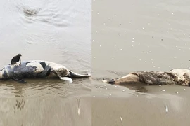 Liên tiếp phát hiện xác cá voi trôi dạt vào bờ biển