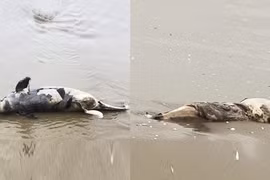 Liên tiếp phát hiện xác cá voi trôi dạt vào bờ biển