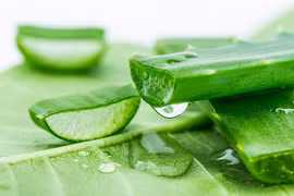 Lợi ích sức khỏe từ cây lô hội