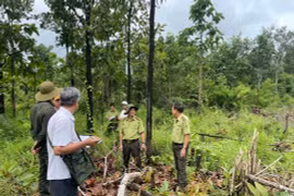 Hơn 500 vụ phá, lấn chiếm đất rừng trái phép với diện tích hơn 360 ha 