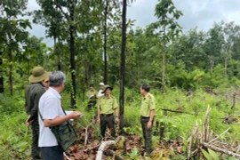 Hơn 500 vụ phá, lấn chiếm đất rừng trái phép với diện tích hơn 360 ha 