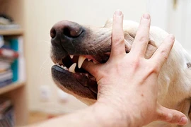 Làm gì để không nhiễm ký sinh trùng từ chó, mèo?