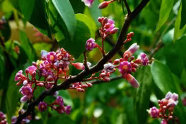 Tác dụng bất ngờ của hoa khế ít người biết