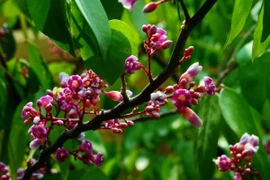 Top 5 loài hoa gần gũi, đem lại nhiều lợi ích cho sức khỏe