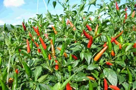 Bài thuốc chữa bệnh từ cây, quả ớt