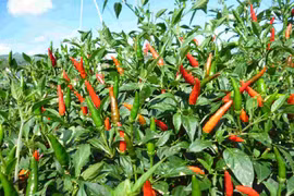 Bài thuốc chữa bệnh từ cây, quả ớt