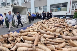 Hải Phòng: Bắt giữ lô ngà voi nhập lậu lớn nhất từ trước đến nay