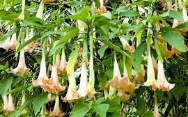 Độc tính hoa chuông mạnh sao có thể gây loạt vụ ngộ độc?