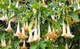 Độc tính hoa chuông mạnh sao có thể gây loạt vụ ngộ độc?