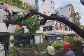 Vụ cây xanh bật gốc, nhiều người bị thương: UBND TP.HCM chỉ đạo gì?