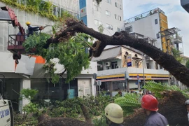 Vụ cây xanh bật gốc, nhiều người bị thương: UBND TP.HCM chỉ đạo gì?