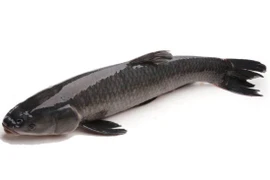 Những loại cá không nên ăn nhiều