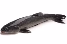 Những loại cá không nên ăn nhiều