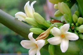 4 nhóm người cần tránh xa hoa đu đủ đực