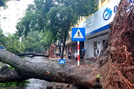 Cần thường xuyên rà soát và xử lý cây xanh có nguy cơ ngã đổ