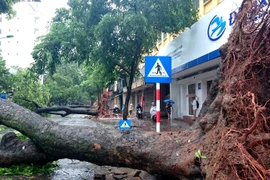 Cần thường xuyên rà soát và xử lý cây xanh có nguy cơ ngã đổ