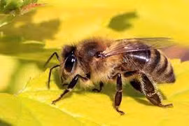 Bị ong nghệ đốt gần 20 mũi, bé gái 8 tuổi sốc phản vệ nặng