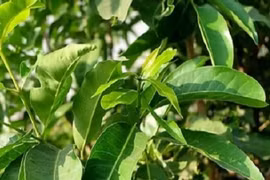 Uống nước lá vối mang lại lợi ích gì?