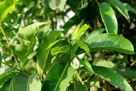 Uống nước lá vối mang lại lợi ích gì?