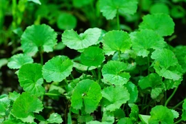 Một số cách làm đẹp với rau má