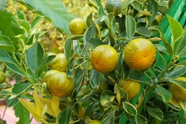 Lá quất mang lại những lợi ích gì cho sức khỏe?