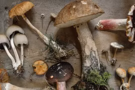 Biểu hiện và cách xử trí khi bị ngộ độc nấm, ai cũng cần biết