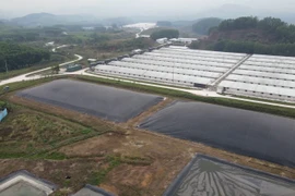 Bắc Giang: Trại lợn Hòa Phát “nhờn luật”… gây ô nhiễm môi trường?