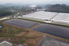 Bắc Giang: Trại lợn Hòa Phát “nhờn luật”… gây ô nhiễm môi trường?