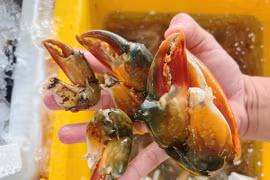 Càng cua hơn 600.000 đồng/kg cháy hàng 