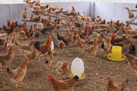 Khuyến cáo không tiêu thụ sản phẩm gia cầm không rõ nguồn gốc 