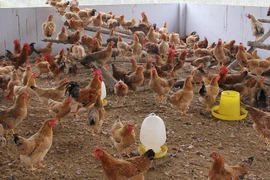 Khuyến cáo không tiêu thụ sản phẩm gia cầm không rõ nguồn gốc 