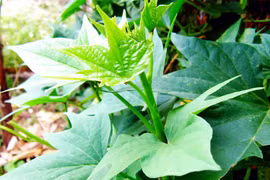 Tác dụng tốt của rau lang