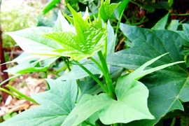 Tác dụng tốt của rau lang