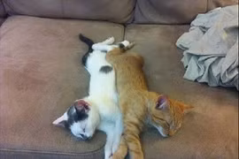 Tư thế nằm "bá đạo" của mèo