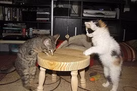 Chuyện cảm động về chú mèo đi bằng hai chân