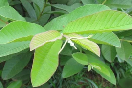 Ngừa biến chứng tiểu đường nhờ bài thuốc dân gian từ lá ổi