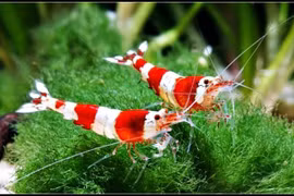 Con tôm chỉ dài bằng ngón út giá bằng một chiếc xe máy