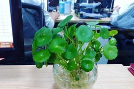 4 mẹo phong thủy giúp cuối năm cải vận, mở cửa đón Thần Tài