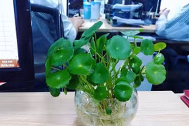 4 mẹo phong thủy giúp cuối năm cải vận, mở cửa đón Thần Tài