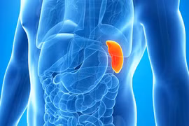 7 cơ quan nội tạng dù mất đi bạn vẫn có thể sống khỏe mạnh