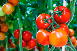 5 thực phẩm giảm mỡ bụng tốt nhất trong ngày hè