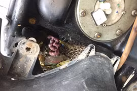 Chuột đẻ con nhung nhúc trong xe ga Honda LEAD